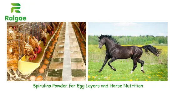 Mikroalge Spirulina für die Ernährung von Tieren und Haustieren, Futtermittelqualität CAS724424