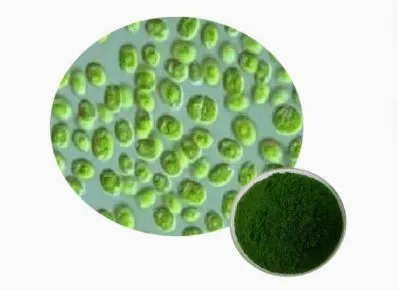 Fabriklieferung, guter Preis, hochwertiges, zertifiziertes Bio-Spirulina-Pulver